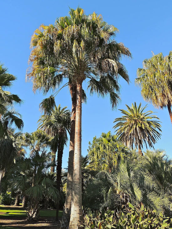 Carnavon Gorge Palm - Live Plants in 4 Inch Growers Pot - Livistona Nitida - Rare Ornamental Palms of Florida