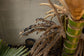 Caledonian Hapala Palm Tree - Live Plant in a 3 Gallon Grower&