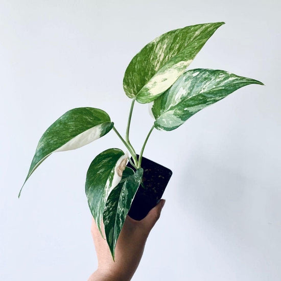 Variegated Albo Pothos - Live Plant in a 4 Inch Pot - Epipremnum Pinnatum Variegata - Extremely Rare and Beautiful Vining Indoor Houseplant - Air Purifying