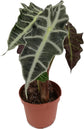 Alocasia - Live Plants in 4 Inch Pots - Florist Quality Air Purifying Indoor Plant - Nature&