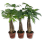 Money Tree Braid - Live Plants in 3 Inch Growers Pots - Pachira Aquatica - Low Maintenance Indoor Houseplant - Your Feng Shui Path to Prosperity