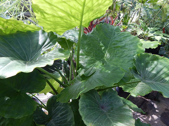 Alocasia - 4 Live Starter Plants in 2 Inch Pots - Alocasia - Florist Quality Air Purifying Indoor Plant - Nature&