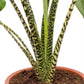 Alocasia - Live Plants in 4 Inch Pots - Florist Quality Air Purifying Indoor Plant - Nature&