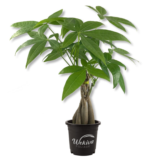 Money Tree Braid - Live Plant in an 4 Inch Growers Pot - Pachira Aquatica - Low Maintenance Indoor Houseplant - Your Feng Shui Path to Prosperity