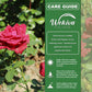 Red Intuition Rose Bush - Live Starter Plants in 2 Inch Pots - Beautifully Fragrant Heirloom Rose from Florida - A Versatile Beauty with a Rich Fragrance