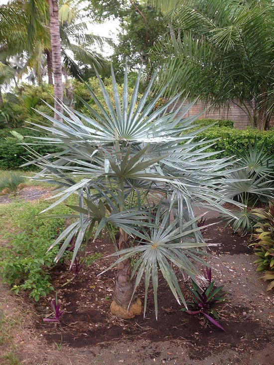 Thatch Palm &