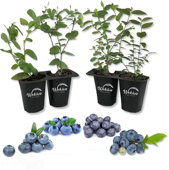 Blueberry Variety Pack - 4 Live Starter Plants - Four Live Starter Plants for Your Edible Garden