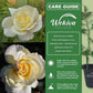 Elina Rose Bush - Live Starter Plants in 2 Inch Pots - Beautiful Roses from Florida - A Timeless Classic Ornamental Rose