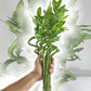 Lucky Indoor Bamboo - Live Plants - Ships Bare Root - 12 Inch Curly Stalks - Air Purifying Feng-Shui Zen Garden Houseplants