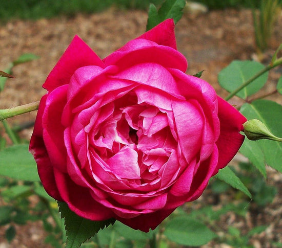 Louis Philippe Rose - Live Plants in 6 Inch Pots - Heat Tolerant Flowering Shrub