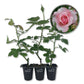 Our Lady of Guadalupe Rose Bush - Live Starter Plants in 2 Inch Pots - Beautifully Fragrant Heirloom Rose from Florida - A Versatile Beauty with a Rich Fragrance