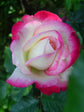 Cherry Parfait Rose Bush - Live Starter Plants in a 4 Inch Pots - Beautifull Rose from Florida - A Beautiful Rose with Soft Creamy Petals in a Rich Cherry Red Hue