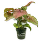 Syngonium Pink Perfection - Live Plant in a 4 Inch Pot - Syngonium Podophyllum &