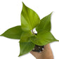 Homalomena Emerald Gem Golden - Live Plant in a 4 Inch Nursery Pot - Homalomena &