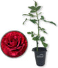 Red Intuition Rose Bush - Live Starter Plants in 2 Inch Pots - Beautifully Fragrant Heirloom Rose from Florida - A Versatile Beauty with a Rich Fragrance