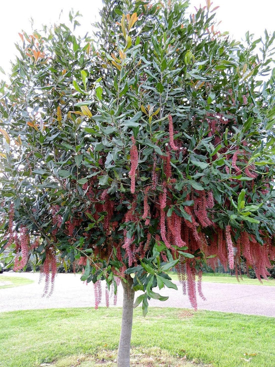 Beaumont Macadamia Nut Tree - Live Plants in 1 Gallon Pots - Macadamia Integrifolia - Edible Nut Tree for Gardens