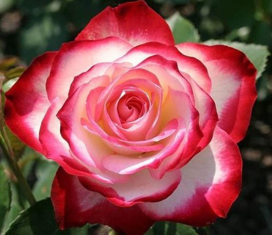 Cherry Parfait Rose Bush - Live Starter Plants in a 4 Inch Pots - Beautifull Rose from Florida - A Beautiful Rose with Soft Creamy Petals in a Rich Cherry Red Hue