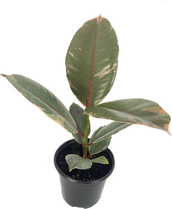 Ruby Ficus Rubber Plant - Live Plants in 2 Inch Pots - Ficus Elastica &