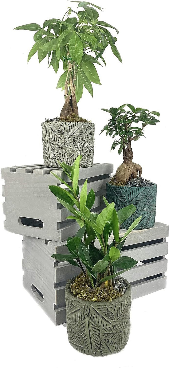 Bonsai Tropical Leaf Planter - 3 Live Plants in 5 Inch Decorative Pots - Plant Variety is Grower&