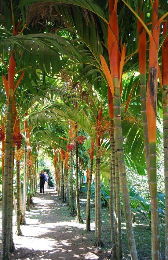 Orange Crownshaft Palm Tree - Live Plants in 4 Inch or 1 Gallon Pots - Areca Vestiaria - Extremely Rare Ornamental Palms from Florida