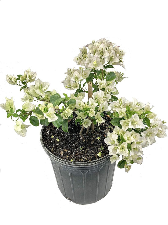 White Bougainvillea - Live Plant in a 3 Gallon Pot - Beautiful and Vibrant Flowering Shrub