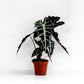 Alocasia - Live Plants in 4 Inch Pots - Florist Quality Air Purifying Indoor Plant - Nature&