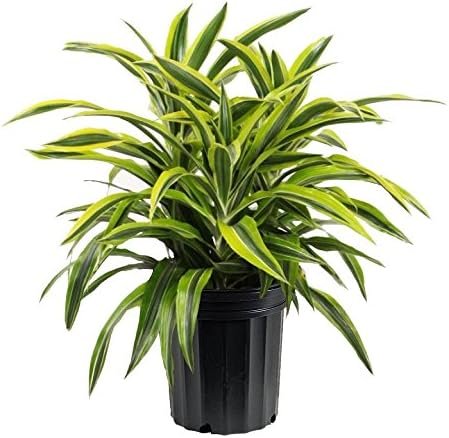 Lemon Surprise Dracaena - Live Plant in an 8 Inch Pot - Dracaena Deremensis &