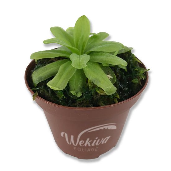 Carnivorous Butterwort Plant - Live Plants in 3 Inch Pots - Pinguicula Primuliflora - Beautiful Easy Care Indoor Tropical Carnivorous Plants