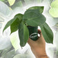 Philodendron - Live Plants in 6 Inch Pots - Rare and Elegant Indoor Houseplant