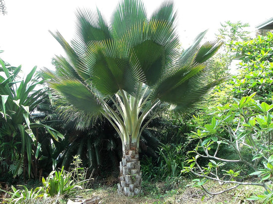 Giant Yarey Palm - Live Plant in a 4 Inch Growers Pot - Copernicia Fallaensis - Extremely Rare Ornamental Palms of Florida