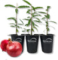 Pomegranate Tree - 3 Live Tissue Culture Starter Plants - Edible Fruit Bearing Tree for The Patio and Garden