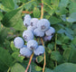 Blueberry Plant - Live Plant in a 2 inch Growers Pot - Vaccinium - Edible Fruit Bearing Tree for The Patio and Garden