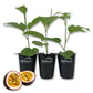 Passion Fruit Plant - 3 Live Tissue Culture Starter Plants - Edible Fruit Bearing Vine for The Patio and Garden