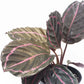 Calathea Prayer Plant - Live Plant in a 2 Inch Pot - Starter Plants - Beautiful and Elegant Easy Care Indoor Houseplants from The Nursery