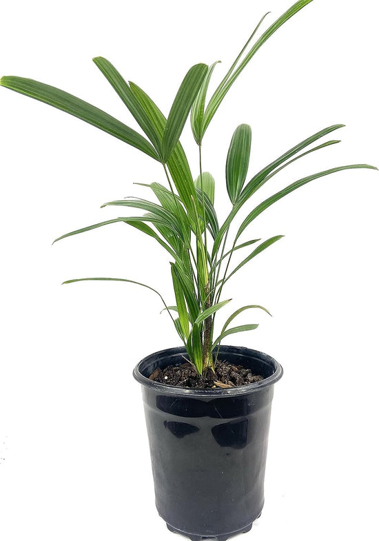 Lady Palm - Live Plants in 6 Inch Growers Pots - Rhapis Excelsa - Beautiful Clean Air Indoor Outdoor Houseplant