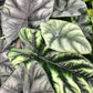 Alocasia - Live Plants in 4 Inch Pots - Florist Quality Air Purifying Indoor Plant - Nature&