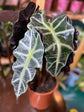 Alocasia - Live Plants in 4 Inch Pots - Florist Quality Air Purifying Indoor Plant - Nature&