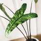 Alocasia - Live Plants in 4 Inch Pots - Florist Quality Air Purifying Indoor Plant - Nature&