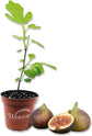 Fig Tree - Live Plants in 4 Inch Pots - Ficus Carica - Edible Fruit Tree for The Patio and Garden