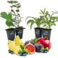 Patio Fruit Plant Variety Pack - 4 Live Starter Plants - One Each of Fig Tree, Blueberry, Pineapple, and Pomegranate - Starter Plants for Your Edible Garden