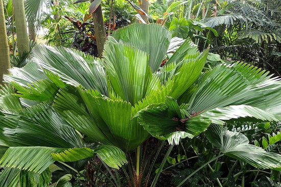 Vanuatu Fan Palm - Ruffled Fan Palm - Live Plant in a 4 Inch Growers Pot - Licuala Grandis - Extremely Rare Ornamental Palms of Florida