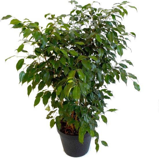 Ficus Benjamina Weeping Fig Bush - Live Plant in a 10 Inch Pot - Ficus Benjamina - Beautiful Ornamental Interior Tree