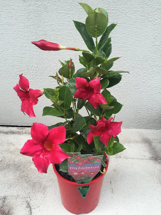 Red Dipladenia Plant - Live Plants in 6 Inch Pots - Beautiful Flowering Easy Care Vine - Tropical Indoor Outdoor Plants from Florida