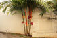 Orange Crownshaft Palm Tree - Live Plant in a 10 Inch Pot - Areca Vestiaria - Extremely Rare Ornamental Palms from Florida