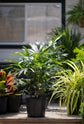 Lady Palm - Live Starter Plants in 2 Inch Pots - Rhapis Excelsa - Beautiful Clean Air Indoor Outdoor Houseplant