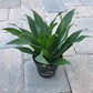 Dracaena Janet Craig Compacta - Live Plant in a 4 Inch Pot - Dracaena Deremensis &