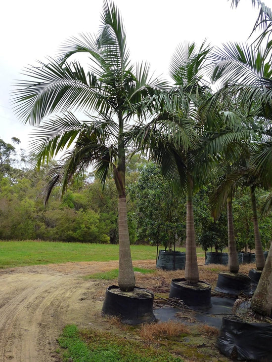 King Palm - Live Plant in a 3 Gallon Growers Pot - Archontophoenix Alexandrae - Rare Ornamental Palms of Florida