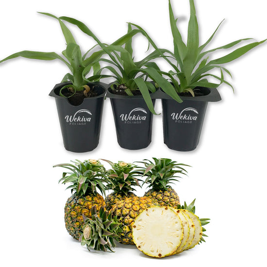 Sugarloaf Pineapple Plant - Live Starter Plants in 2 Inch Pots - Ananas Comosus - Edible Fruit Tree for The Patio and Garden