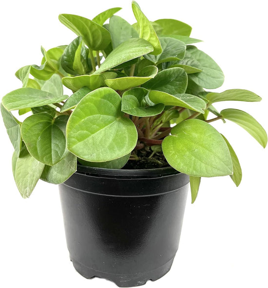 Peperomia Rana Verde - Live Plants in 4 Inch Pots - Peperomia Albovittata ‘Rana Verde’ - Beautiful Air Purifying Indoor Houseplant