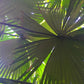 White Elephant Palm - Live Plant in a 3 Gallon Growers Pot - Kerriodoxa Elegans - Extremely Rare and Beautiful Palms from Florida